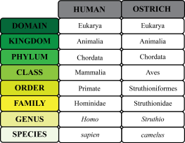 Image result for linnaeus classification